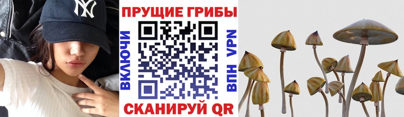 Псилоцибиновые грибы прущие грибы  Теберда 